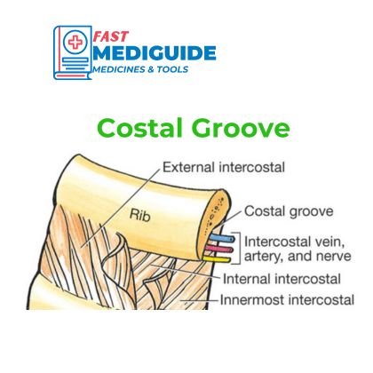 Costa; groove with intercostal vein, artery, and nerve